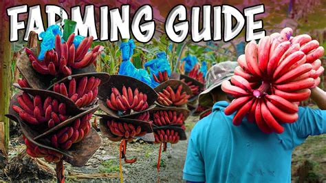 Red Banana Farming How To Grow Red Banana Plants At Home Red Banana