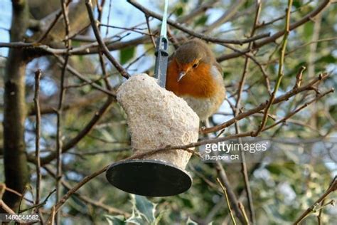 92 Bird Feeder Robin Stock Photos, High-Res Pictures, and Images ...