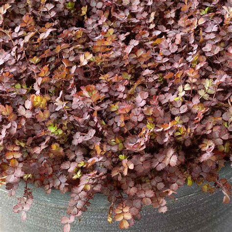 acaena inermis purpurea ground cover seeds