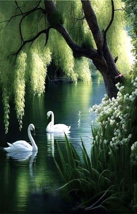 Solve You Can T Go Wrong With Swans On A Pond Jigsaw Puzzle Online With