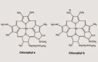 Fungsi Klorofil A dan B Dalam Fotosintesis | Yenieksen