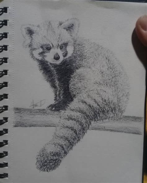 red panda drawing realistic - Tanna Barnette