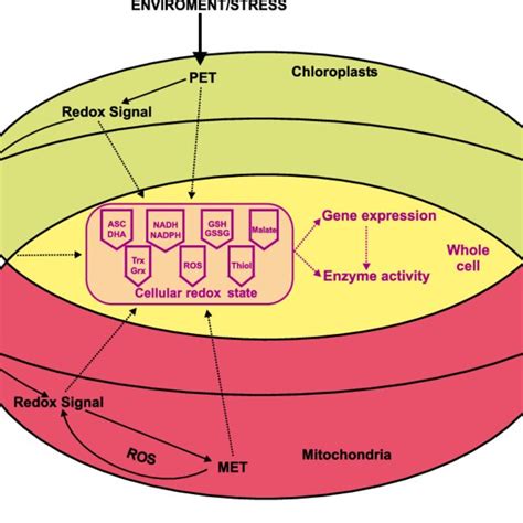 Schematic Representation Of General Pathways Of Redox Regulation That