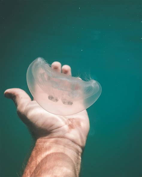 Turtle swimming in blue sea · Free Stock Photo