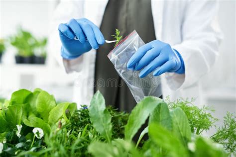 Studying The Physical Make Up Of A Plant A Scientist Getting Samples