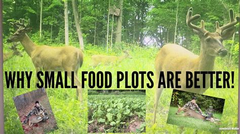 Small Food Plots Vs Larger Food Plots Which Is Really Better Youtube