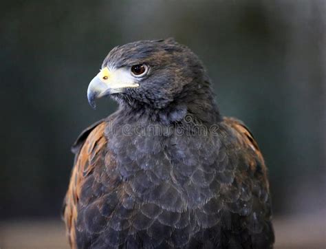 Falconry Harris Hawk Parabuteo Unicinctus Ave P Ssaro Foto De Stock