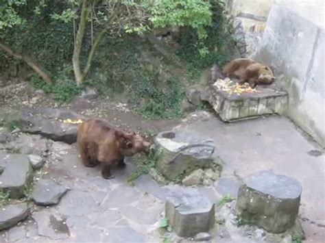 Bears in Český Krumlov Medvědi v Českém Krumlově 29 08 2015 YouTube