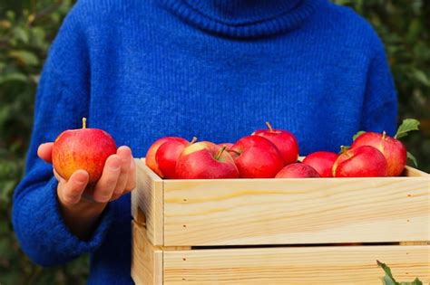 Un Jardinero Con Un Su Ter Azul Guarda Manzanas Maduras Rojas