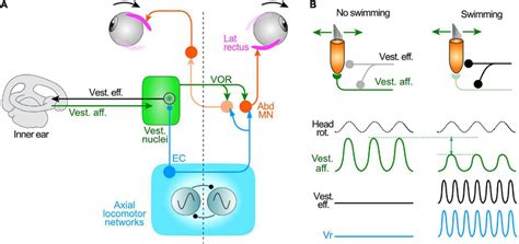 Attenuation Of Mechanosensory Signal Encoding In The Inner Ear During