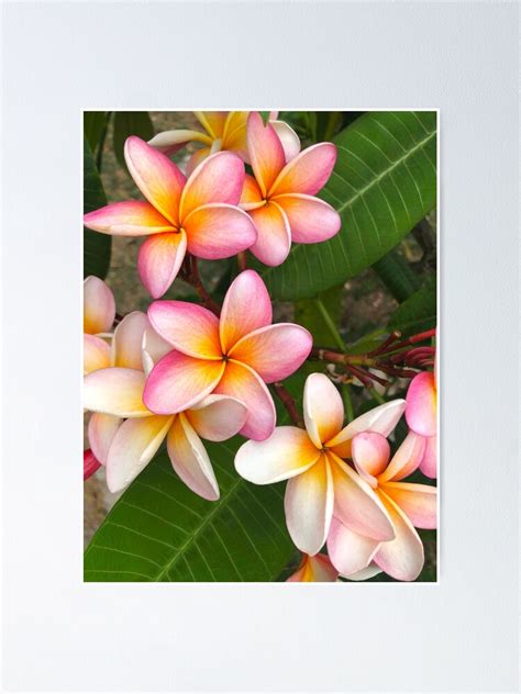 Pink and White Plumeria Flowers Mérida Mexico Flower Photographs