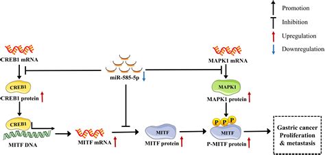 Frontiers Mir 585 5p Impedes Gastric Cancer Proliferation And