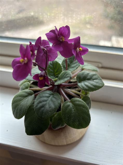 African violet : r/houseplants