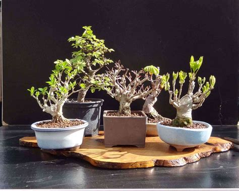 Cómo Cuidar Un Bonsai