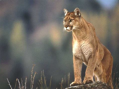 cougar symbolism  message spirit animal totems