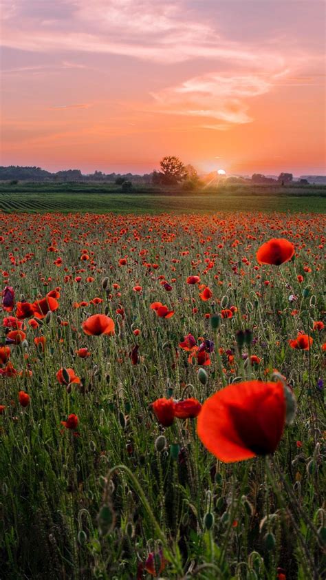 Poppy Field Wallpapers Top Free Poppy Field Backgrounds WallpaperAccess