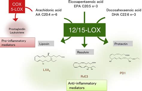 Lipid Mediators That Regulate Inflammatory Responses In Addition To