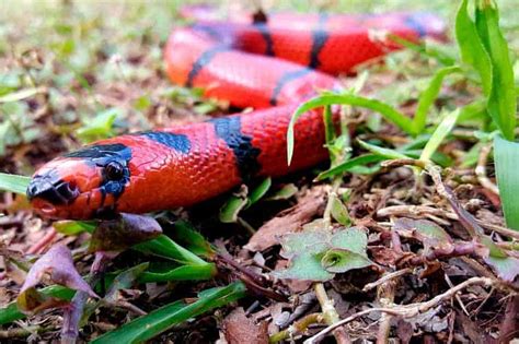 61 Wild And Interesting Facts About Milk Snakes Oddly Cute Pets