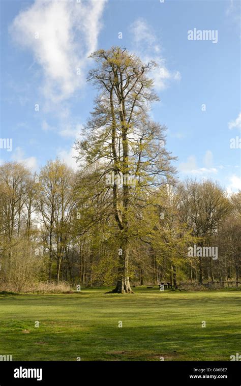 Fagus Sylvatica Stockfotos Und Bilder Kaufen Alamy