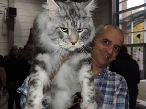 Gigantische Maine Coon Katzen