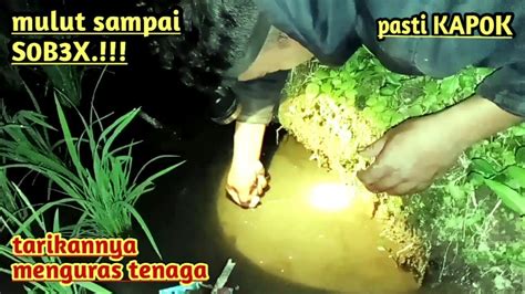 Memang Benar Mancing Belut Malam Hari Sambarannya Ganas Tarikannya