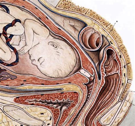 The Cervical Mucus Plug Structured Review Of The Literature Becher 2009 Acta Obstetricia