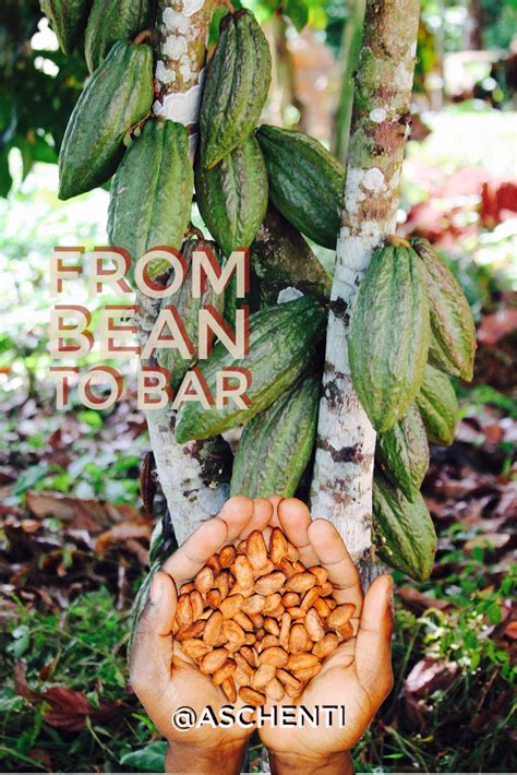 Harvesting Our Cacao Beans In Cameroon Last Year They Grow In A