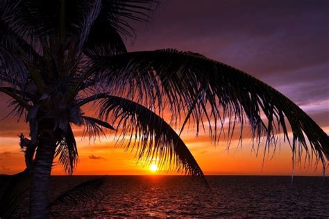 Fondos De Pantalla Palmera Cerca Del Cuerpo De Agua Durante La Puesta