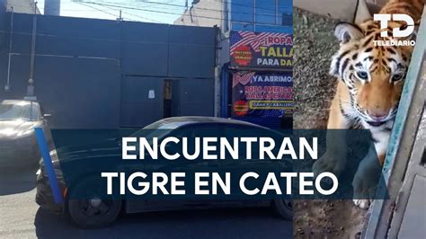 Encuentran A Tigre Tras Cateo En Casa De La Colonia Valle Verde En