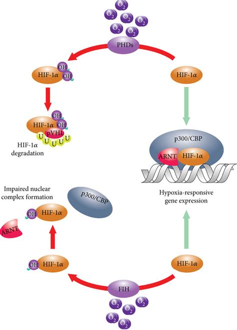 Hydroxylation mediated regulation of the HIF α subunits The primary