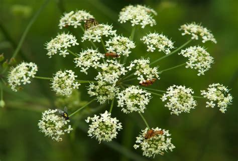 Le Piante Pi Velenose Del Mondo Greenme