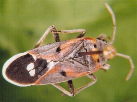 Species: Hemiptera