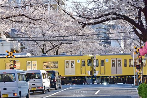 【東京賞櫻秘境】中野通り櫻花隧道 新井藥師前站西武鐵道攝影點，自由行攻略 周花花，甲飽沒