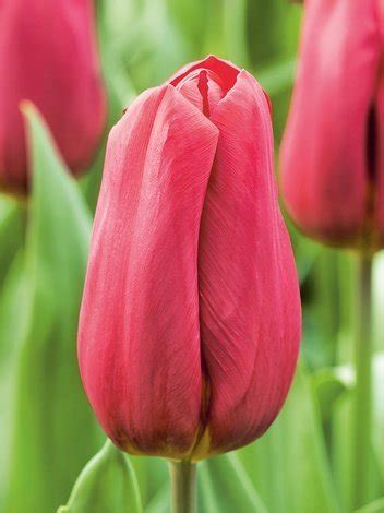 Tulpe Tulipa Strong Love Blumenzwiebeln Und Herbstrhizome