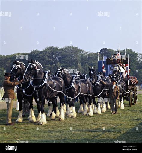 Youngs Brewery Shire Horses Hi Res Stock Photography And Images Alamy