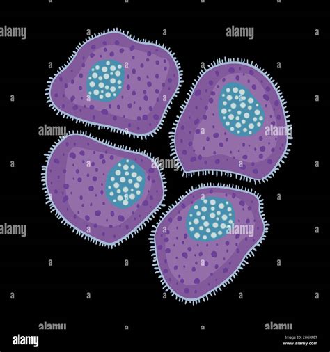 Innate Immune System Mast Cells Vector Illustration Stock Vector