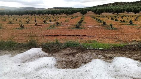 Una Fuerte Granizada Arrasa Doscientas Hect Reas De Cultivo En Manzaneque