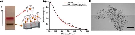 Pdf Programming The Assembly Of Gold Nanoparticles On Graphene Oxide