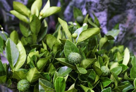 5 Best Lime Tree Varieties To Grow In Your Garden For Decoration Or Food