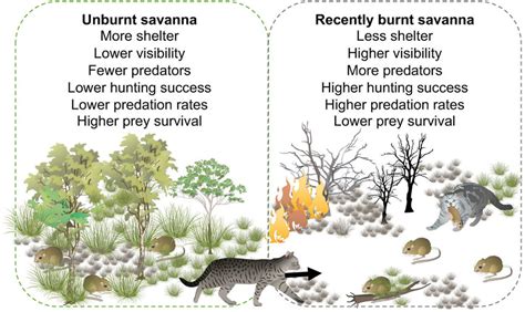 Representation Of How Fire In Tropical Northern Australia Influences