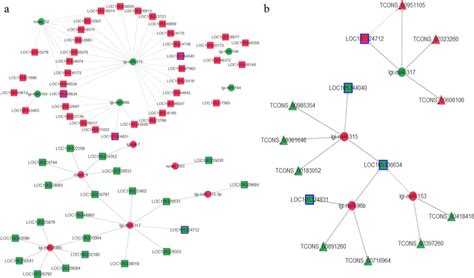 Interaction Network Of The Differentially Expressed Mirnas And Their