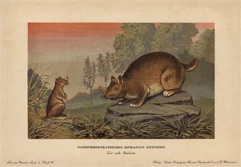 Horned gopher, Ceratogaulus hatcheri, extinct rodent