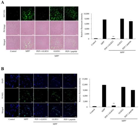 PEP 1 GLRX1 Reduces Dopaminergic Neuronal Cell Loss By Modulating MAPK