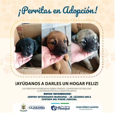 Adopción Responsable Campañas Municipalidad Provincial Cajabamba