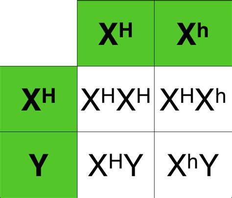 Hemophilia Punnett Square Tables : Biological Science Picture Directory – Pulpbits.net