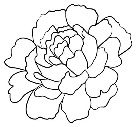 Premium Photo Hand Drawn Black Outline Peony Flower Isolated