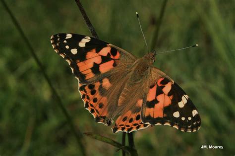 Vanessa Cardui Linnaeus 1758 Vanesse Des Chardons La Belle Dame