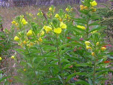 500 Oenothera biennis Seeds, common evening primrose Seeds, evening st ...