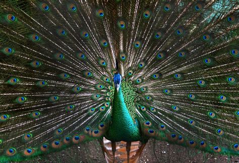 Peacock Facts for Kids - Peacock Habitat & Behavior