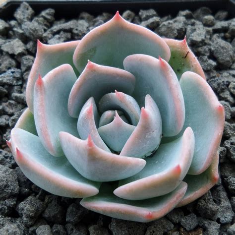 Echeveria Steal Heart Created By Chang Jo Air Magic Nursery In